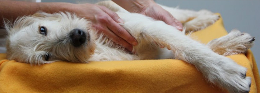 Hundephysiotherapie DogsFit - Bad Kissingen